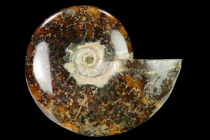 Polished Ammonite (Cleoniceras) Fossil - Madagascar #166670